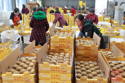 電商助力雅安名山獼猴桃銷售，農(nóng)副產(chǎn)品迎來(lái)新機(jī)遇