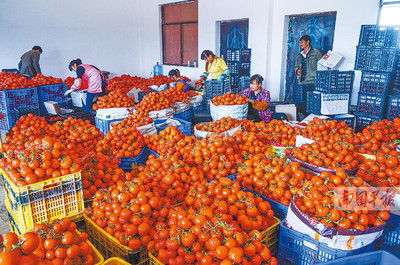 田陽縣西紅柿滯銷困境 農戶無奈傾倒江中，農副產品出路何在？