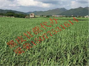 博白縣三灘鎮(zhèn)榮生農(nóng)副產(chǎn)品購(gòu)銷部詳情介紹